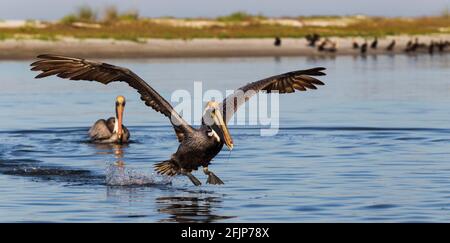 Pélican brun (Pelecanus occidentalis), Floride, États-Unis Banque D'Images