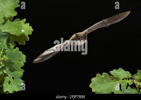 Chauve-souris (Myotis mystacinus), libre de rôtir, Allemagne Banque D'Images