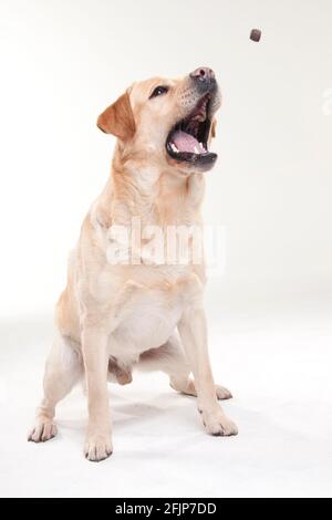 Labrador Retriever, homme, prend des friandises Banque D'Images