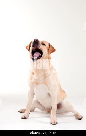 Labrador Retriever, homme, prend des friandises Banque D'Images