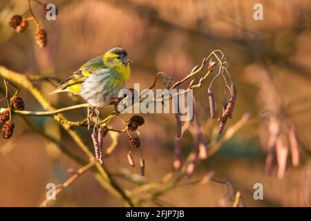 Siskin eurasien (Carduelis spinus), dans l'aulne, Rhénanie-Palatinat, Allemagne Banque D'Images