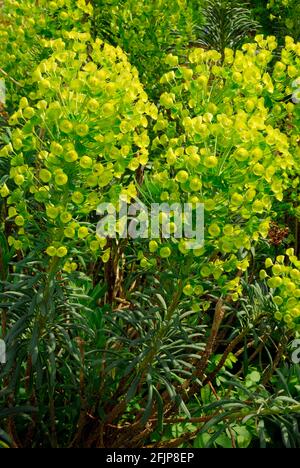 Lait de pupilles de palissade (Euphorbia chacias ssp. Wulfenii) , lait de pupilles de palissade Banque D'Images