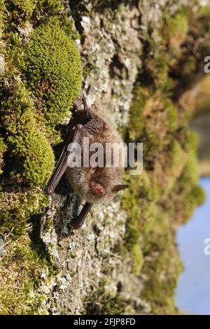 La chauve-souris de Daubenton (Myotis daubentoni), Allemagne Banque D'Images