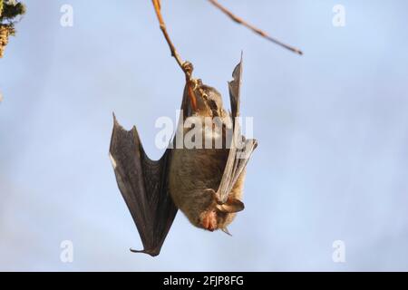 La chauve-souris de Daubenton (Myotis daubentoni), Allemagne Banque D'Images