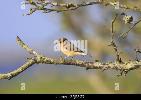 Flycatcher à poitrine rouge (Ficedula parva), femme, Oeland, Suède Banque D'Images