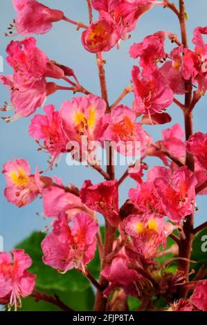 Châtaigne rouge (Aesculus carnea), châtaigne de cheval à fleurs rouges, châtaigne de cheval à fleurs rouges Banque D'Images