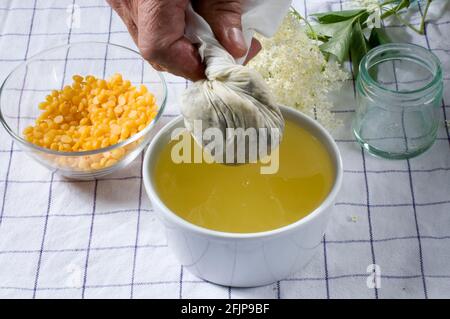 Elder (Sambucus nigra), production de pommade de sureau, stratifier les fleurs de sureau Banque D'Images