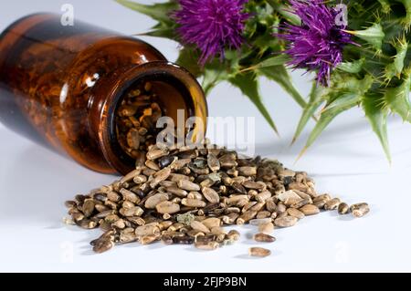 Carduus marianus (Silybum marianum) (Carduus marianus), chardon Banque D'Images