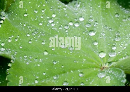 Manteau de dame commun (Alchemilla vulgaris) Banque D'Images