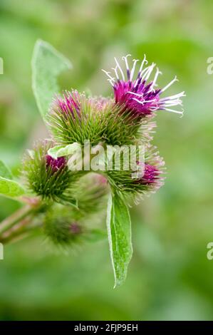 Terrier, grand (Arctium lappa) / Banque D'Images