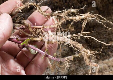 Menthe poivrée (Mentha x piperita), boutures de racines, boutures, boutures de racines Banque D'Images