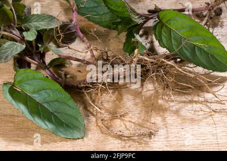 Menthe véritable (Mentha x piperita) avec racine, boutures, boutures racinaires, boutures racinaires Banque D'Images