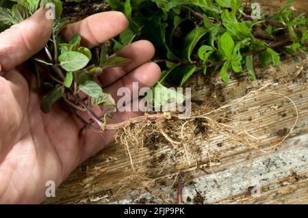 Menthe véritable (Mentha x piperita) avec racine, boutures, boutures racinaires, boutures racinaires Banque D'Images