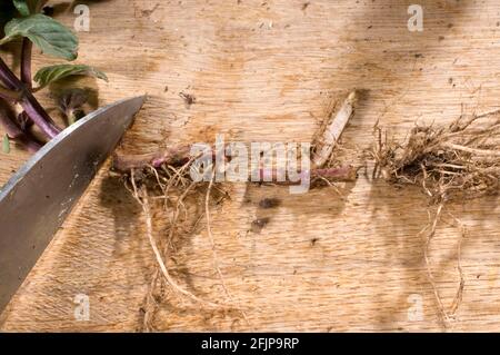 Menthe véritable (Mentha x piperita), boutures de racines, boutures, boutures de racines coupées Banque D'Images