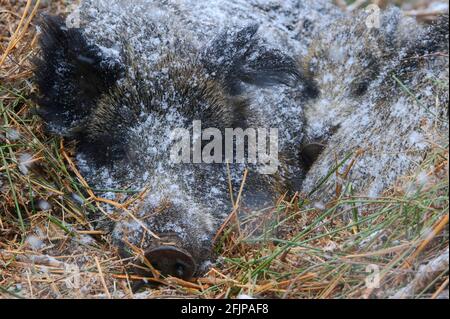 Sangliers (sus scrofa), ruisseau avec raquette, porcelets Banque D'Images