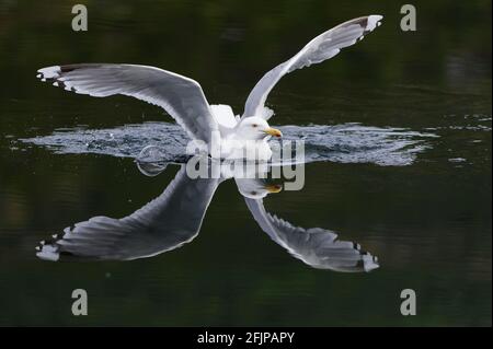 Goéland argenté européen (Larus argentatus) Norvège Banque D'Images