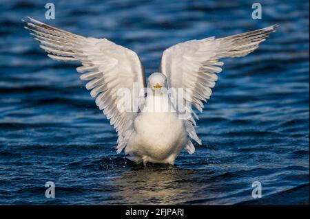 Goéland argenté européen (Larus argentatus) Norvège Banque D'Images