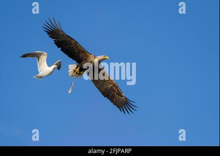 Aigle à queue blanche (Haliaeetus albicilla) et Goéland argenté européen (Larus argentatus) , exempté, Norvège Banque D'Images