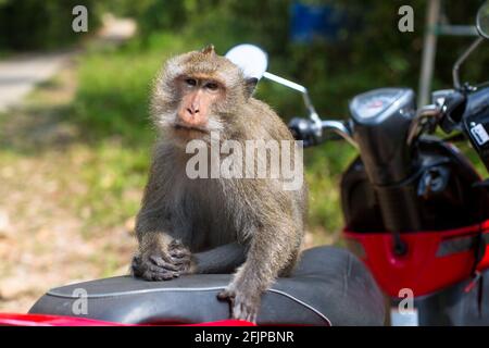 Grand singe assis sur une moto dans la jungle, île de Koh Chang, Thaïlande. Voyages et tourisme. Banque D'Images