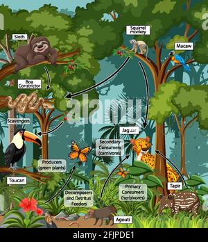 Schéma illustrant la toile alimentaire dans la forêt tropicale Illustration de Vecteur