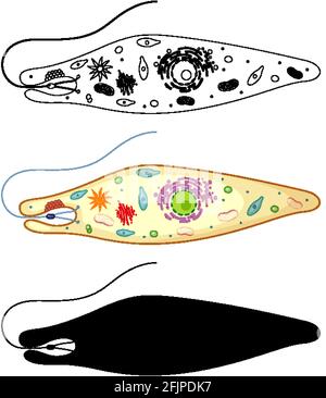 Euglena en couleur et de l'enluche sur fond blanc illustration Illustration de Vecteur