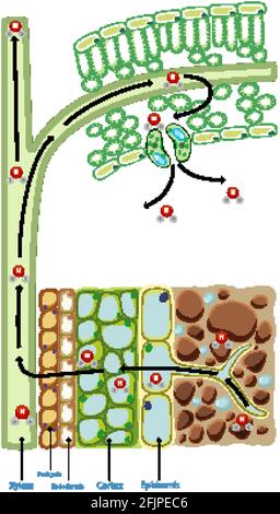 Illustration de la cellule de l'usine Illustration de Vecteur