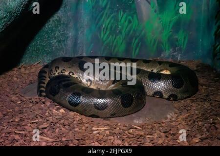 Une Anaconda verte (Eunectes murinus, Sucuri - espèce de serpent la plus lourde et la plus longue connue) posée dans son enceinte dans l'aquarium de Sao Paulo. Banque D'Images