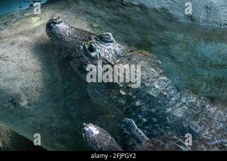 Un Yacar caiman (Caiman yacare - espèce de caiman, crocodilien de la famille des Alligatoridae) se reposant dans un coin de son enceinte de réservoir d'eau. Banque D'Images