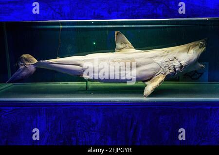 Un requin-taupe commun sans vie (Isurus oxyrinchus - grand requin maquereau) conservé et maintenu dans un réservoir d'eau spécial de l'aquarium de Sao Paulo. Banque D'Images