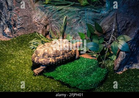 Une tortue à pieds rouges (Chelonoidis carbonarius - une espèce de tortue du nord de l'Amérique du Sud) marchant sur l'herbe à l'intérieur de son enclos. Banque D'Images
