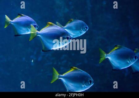 Un haut de Monodactylus argenteus (un genre de poissons lunaires trouvés dans les eaux douces, saumâtres et marines) nageant dans un réservoir d'eau de l'aquarium de Sao Paulo. Banque D'Images