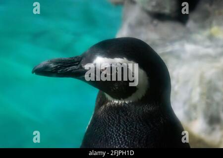 Gros plan d'un pingouin Magellanique (Spheniscus magellanicus - un pingouin sud-américain) à l'intérieur de son enceinte de réservoir d'eau dans l'aquarium de Sao Paulo. Banque D'Images