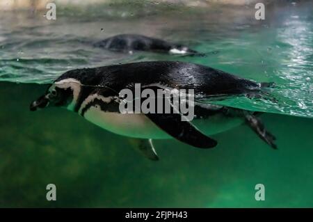 Gros plan d'un pingouin Magellanique (Spheniscus magellanicus - un pingouin sud-américain) nageant dans son enceinte de verre de réservoir d'eau dans l'aquarium de Sao Paulo Banque D'Images