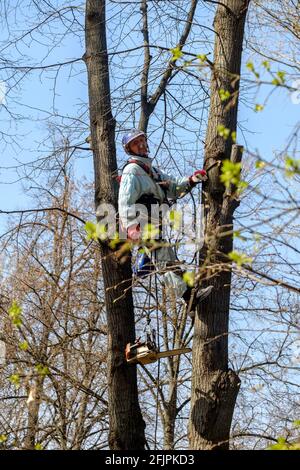 Moscou. Russie. 17 avril 2021. Un travailleur dans un casque sur des cordes monte un arbre pour couper des branches. Rajeunissement des arbres. Le travail des services publics de la ville Banque D'Images