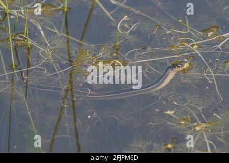 Une couleuvre d'eau de la gamme diablo (Thamnophis atratus zaxanthus) periscope sa tête hors de l'eau d'un petit étang où vit ce serpent semi-aquatique. Banque D'Images