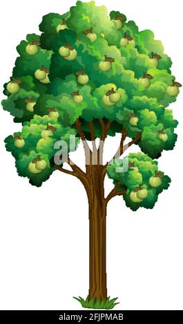 Arbre fruitier de goyave isolé sur fond blanc Illustration de Vecteur