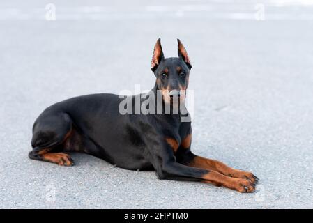 Doberman pinscher se trouve sur une route asphaltée. Photo de haute qualité Banque D'Images