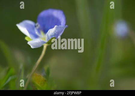 La fleur bleu ciel du Veronica filiformis ou du Speedwell Slender, du Speedwell rampant, du Speedwell Threadomen ou du Weed Whetzel sont des revêtements de sol Banque D'Images