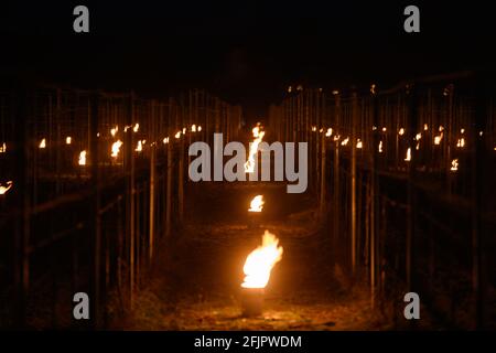 26 avril 2021, Saxe, Weinböhla: De nombreux petits incendies contrôlés brûlent dans un vignoble. Sur huit vignobles en danger de gel et jeunes vignobles de la propriété viticole de Schloss Wackerbarth, les vignerons veulent protéger les vignes des gelées tardives avec de petits feux contrôlés. Plusieurs milliers de vignes des variétés Bacchus, Müller-Thurgau et Muscaris doivent être protégées. Photo: Robert Michael/dpa-Zentralbild/dpa Banque D'Images