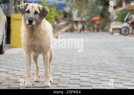 Portrait du chien errant avec une étiquette d'oreille et des yeux tristes Banque D'Images