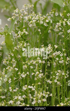 Fleurs de pollen en fleurs Lepidium virginicum Banque D'Images