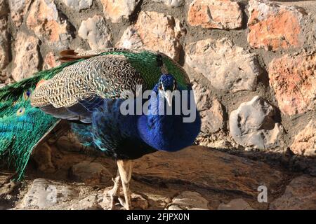 Peacock à la cour du monastère de Saint Naum, dans le lac Ohrid, Macédoine. Banque D'Images