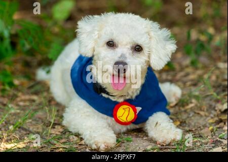 Un joli chien doux blanc est en plein air portant son numéro Un costume de champion Banque D'Images