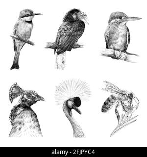 Jeu de six animaux d'oiseaux, croquis graphiques illustration monochrome sur fond blanc (originaux, pas de tracé) Banque D'Images