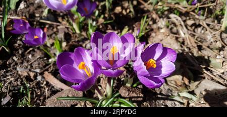 le crocus, une fleur qui symbolise le ressort Banque D'Images