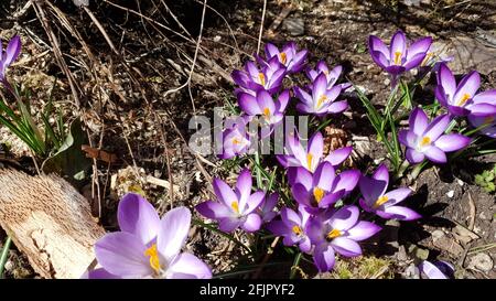 le crocus une fleur qui symbolise le printemps avec un bourdon recherche de pollen Banque D'Images