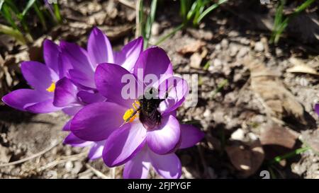 le crocus une fleur qui symbolise le printemps avec un bourdon recherche de pollen Banque D'Images