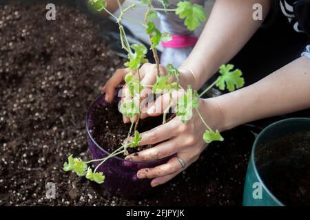 La jeune femme et sa fille plantent des pélargoniums dans des pots sur leur balcon. Centrale sélective et saleté. Banque D'Images