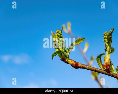 Pousses de printemps vertes de l'arbre de Plunus pavus contre le ciel bleu. Pousses de feuilles. Plunus pavus. Feuillage de printemps. Ciel bleu. Lumière du soleil. N de ressort Banque D'Images