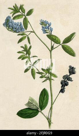 Luzerne / Medicago sativa / / livre botanique, 1879) Banque D'Images